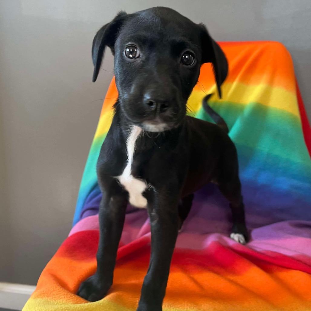 Trojan, a Adoptable Black Labrador Retriever in Jackson, MO image 3/5