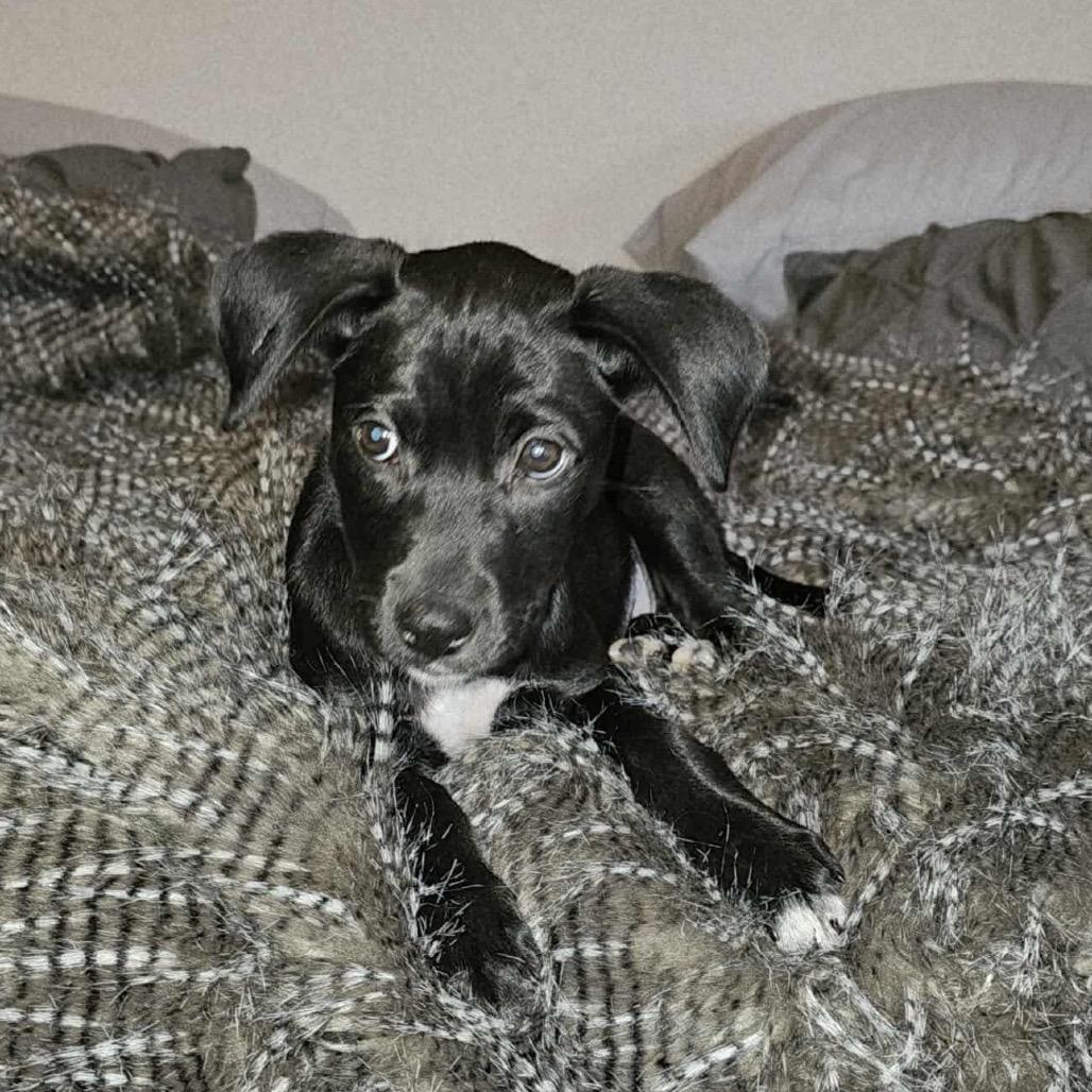 Trojan, a Adoptable Black Labrador Retriever in Jackson, MO image 4/5
