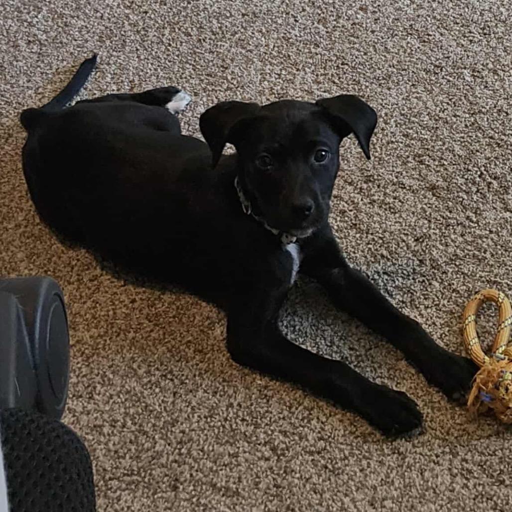 Trojan, a Adoptable Black Labrador Retriever in Jackson, MO image 5/5
