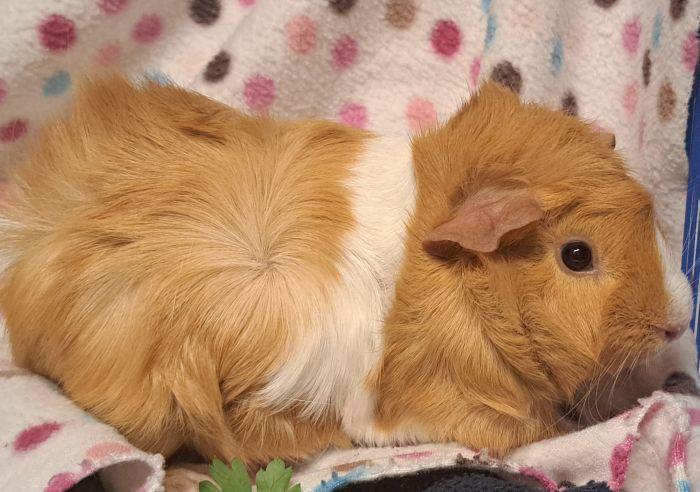 Enlarge Jasmine , an adoptable Abyssinian in Gary, IN image 1/3