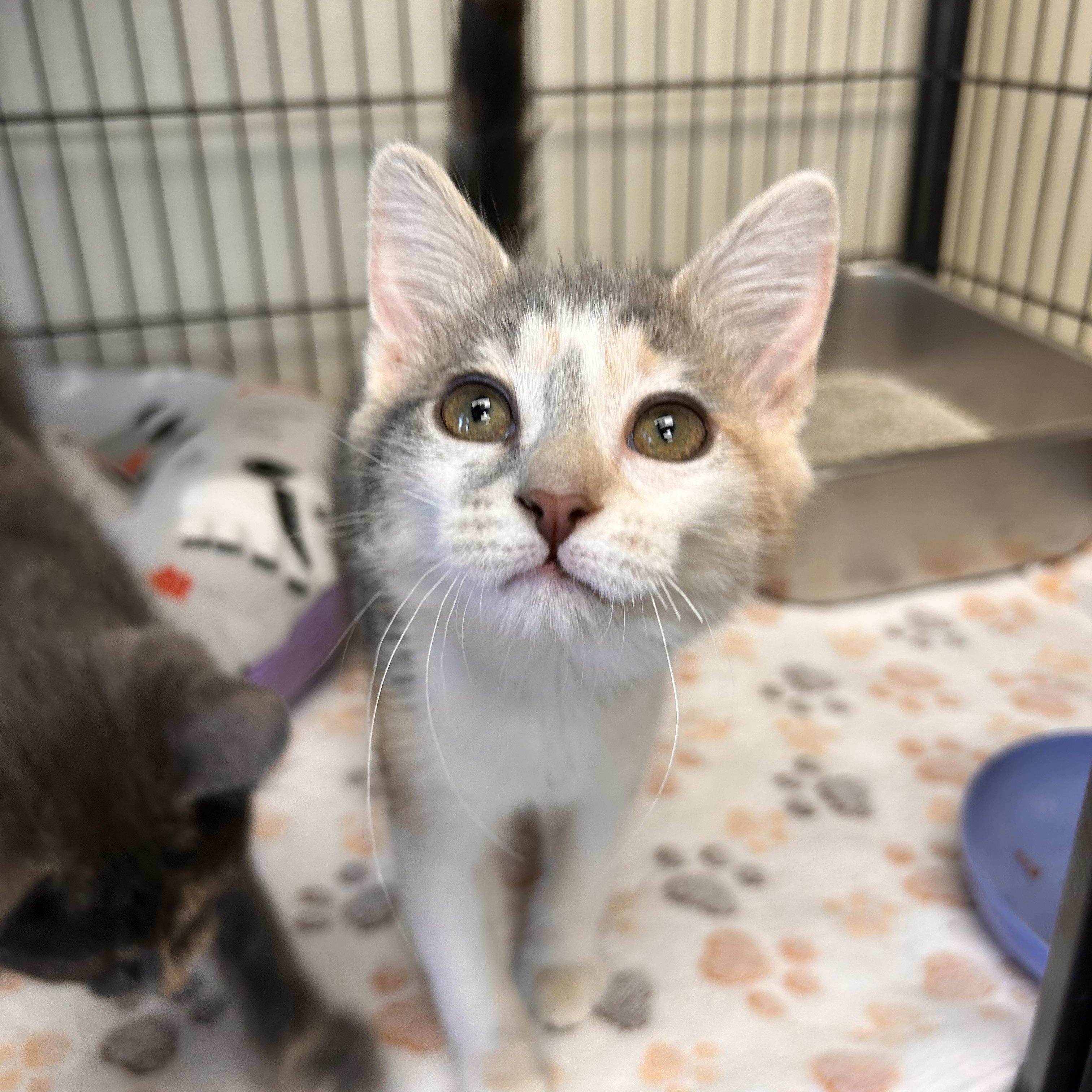 Fried Oreo, adopted, Young Female Domestic Short Hair.