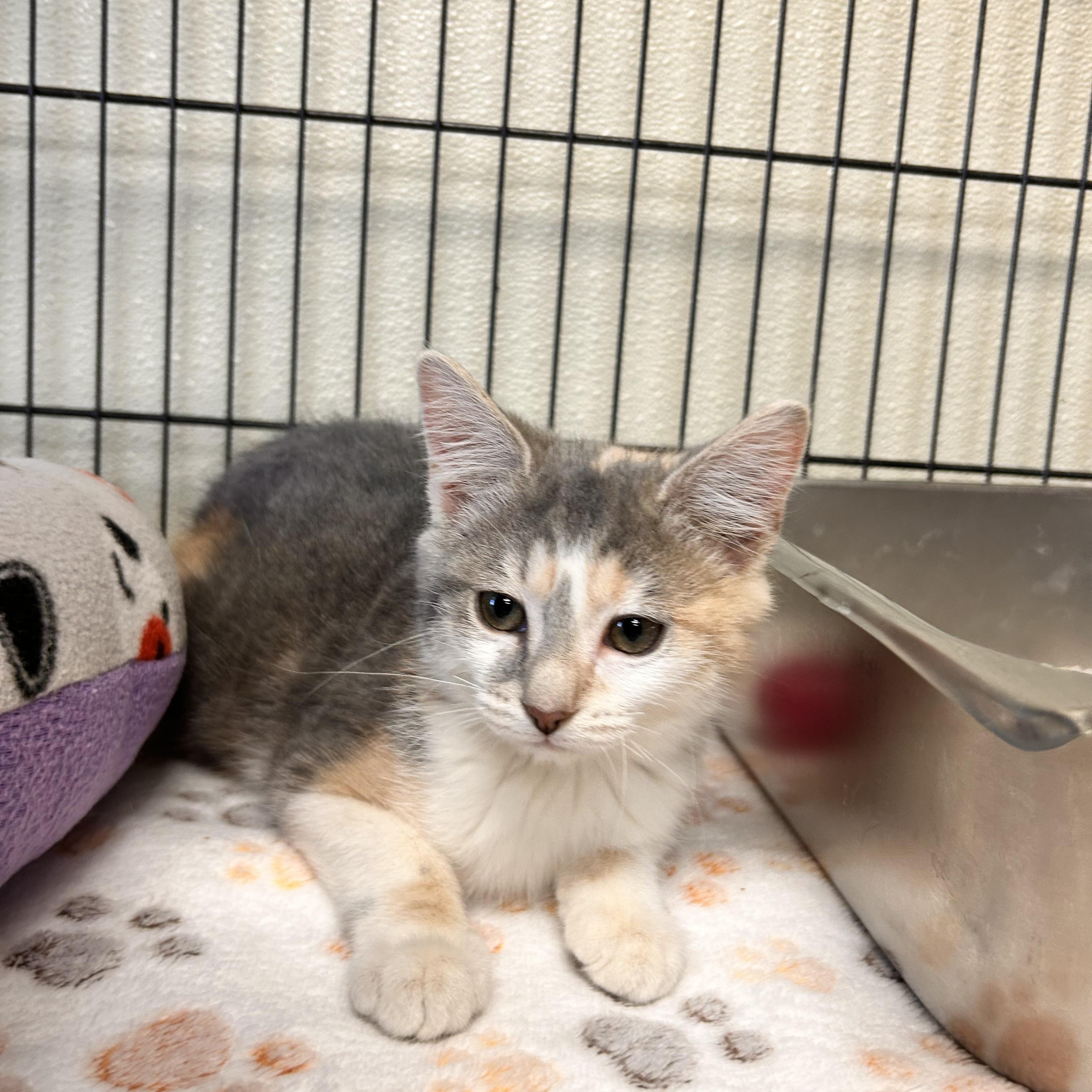 Enlarge Fried Oreo, an adopted Domestic Short Hair in Myerstown, PA image 2/2