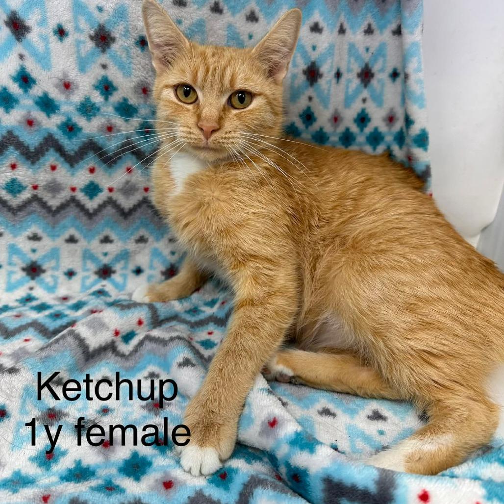 Ketchup, Adoptable, Adult Female Domestic Short Hair.