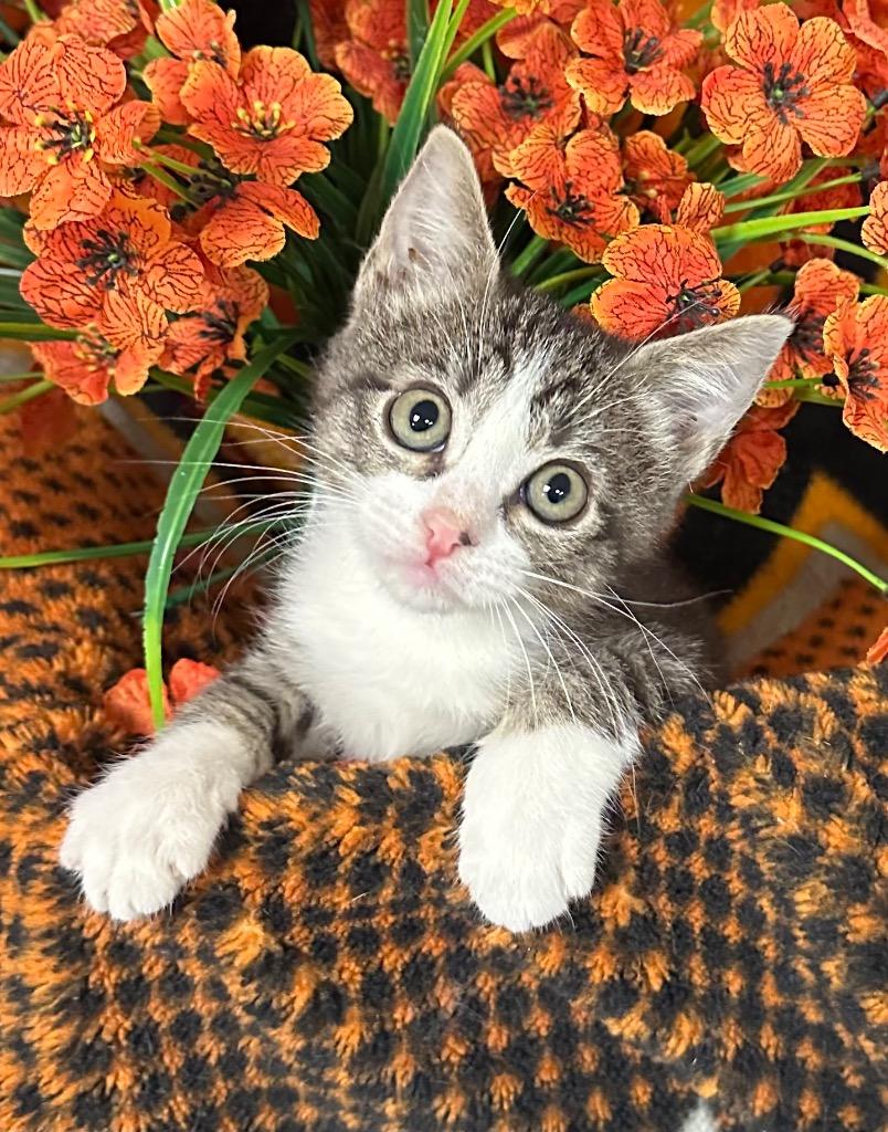 3/16/26 Lola, Adoptable, Kitten Female Domestic Short Hair.