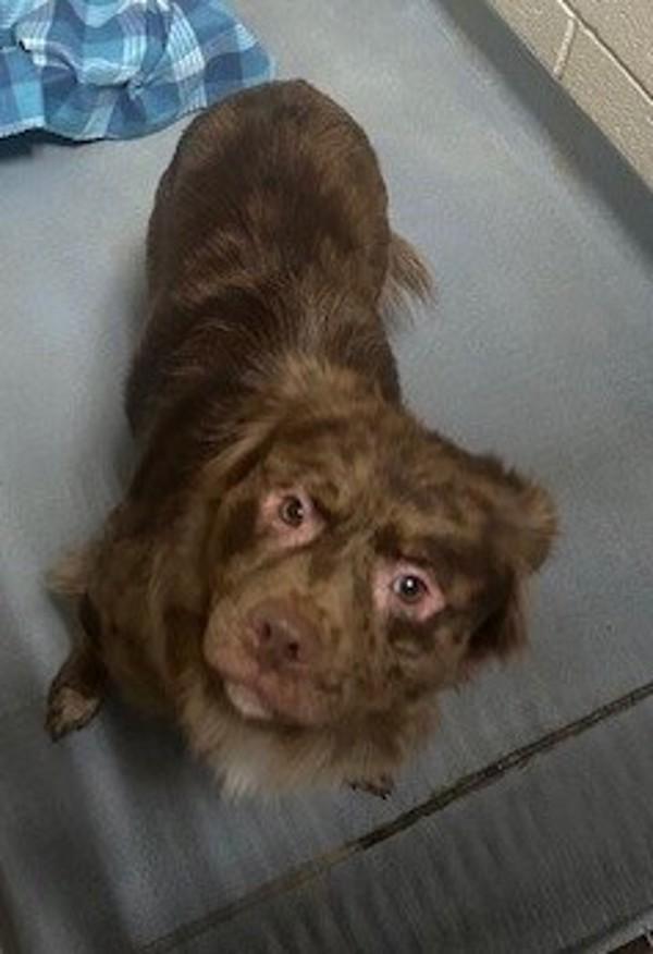 26-04-0947 Richard, Adoptable, Adult Male Australian Shepherd.