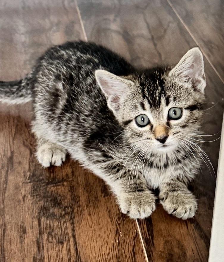 Enlarge Panama, a Adopted Domestic Short Hair in Boston, MA image 3/4