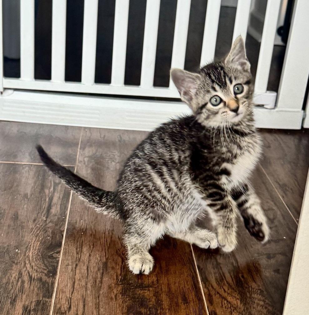 Enlarge Panama, a Adopted Domestic Short Hair in Boston, MA image 2/4