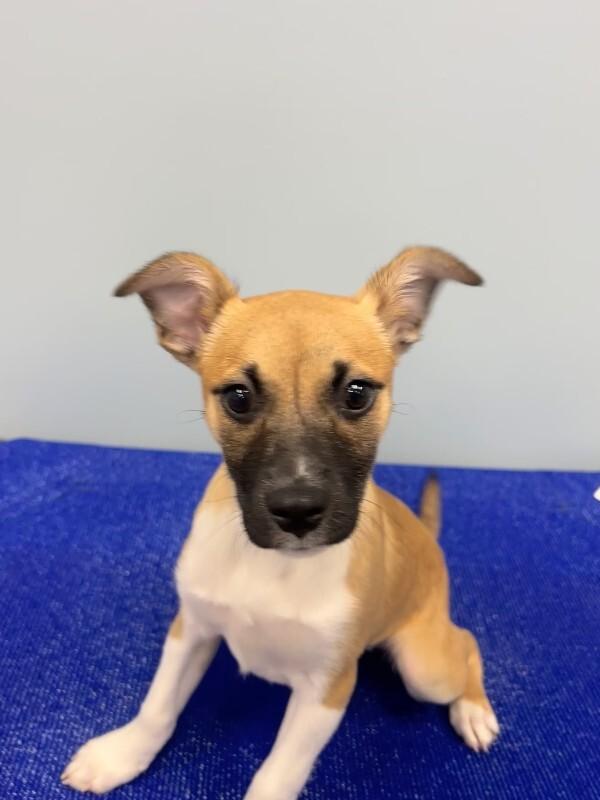 Idgie, Adoptable, Young Female Corgi & Mixed Breed.