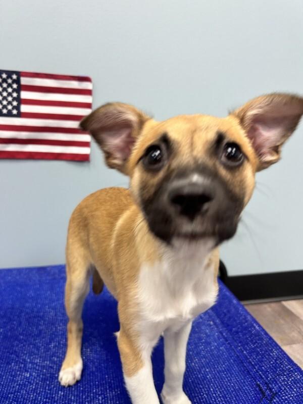 Idgie, a Adoptable mixed breed in bellefontaine, OH image 2/6