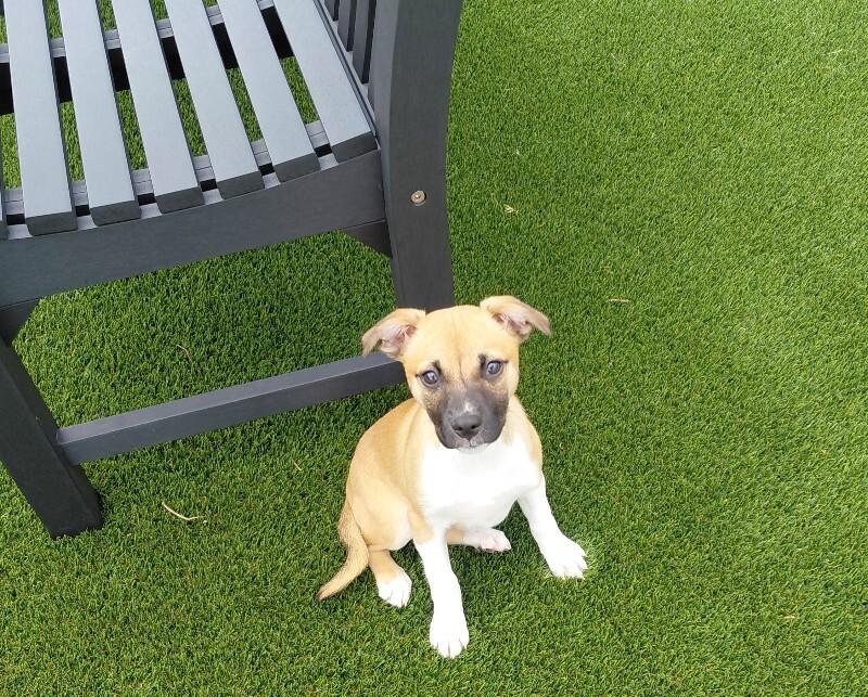 Idgie, a Adoptable mixed breed in bellefontaine, OH image 3/6