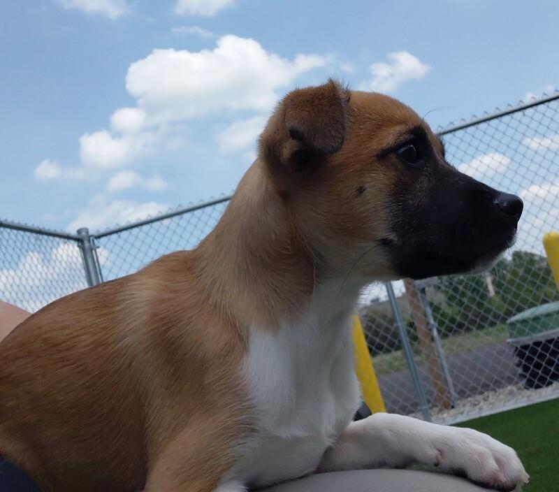 Idgie, a Adoptable mixed breed in bellefontaine, OH image 4/6