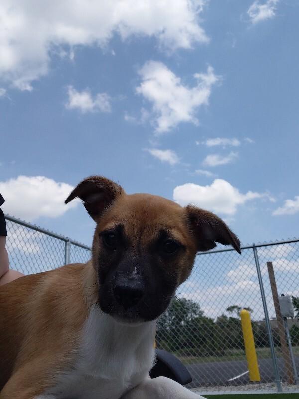 Idgie, a Adoptable mixed breed in bellefontaine, OH image 5/6
