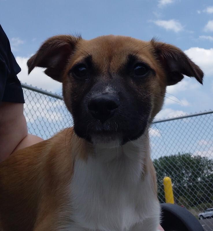 Idgie, a Adoptable mixed breed in bellefontaine, OH image 6/6
