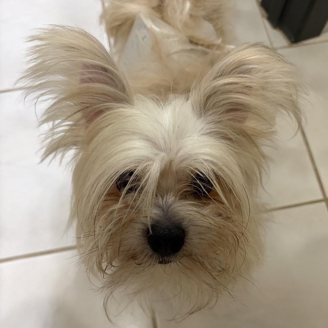 Enlarge Tiny, a Adoptable mixed breed in Omaha, NE image 1/2