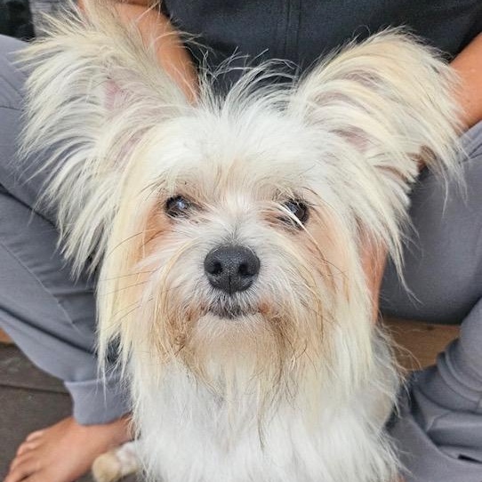 Enlarge Tiny, a Adoptable mixed breed in Omaha, NE image 2/2