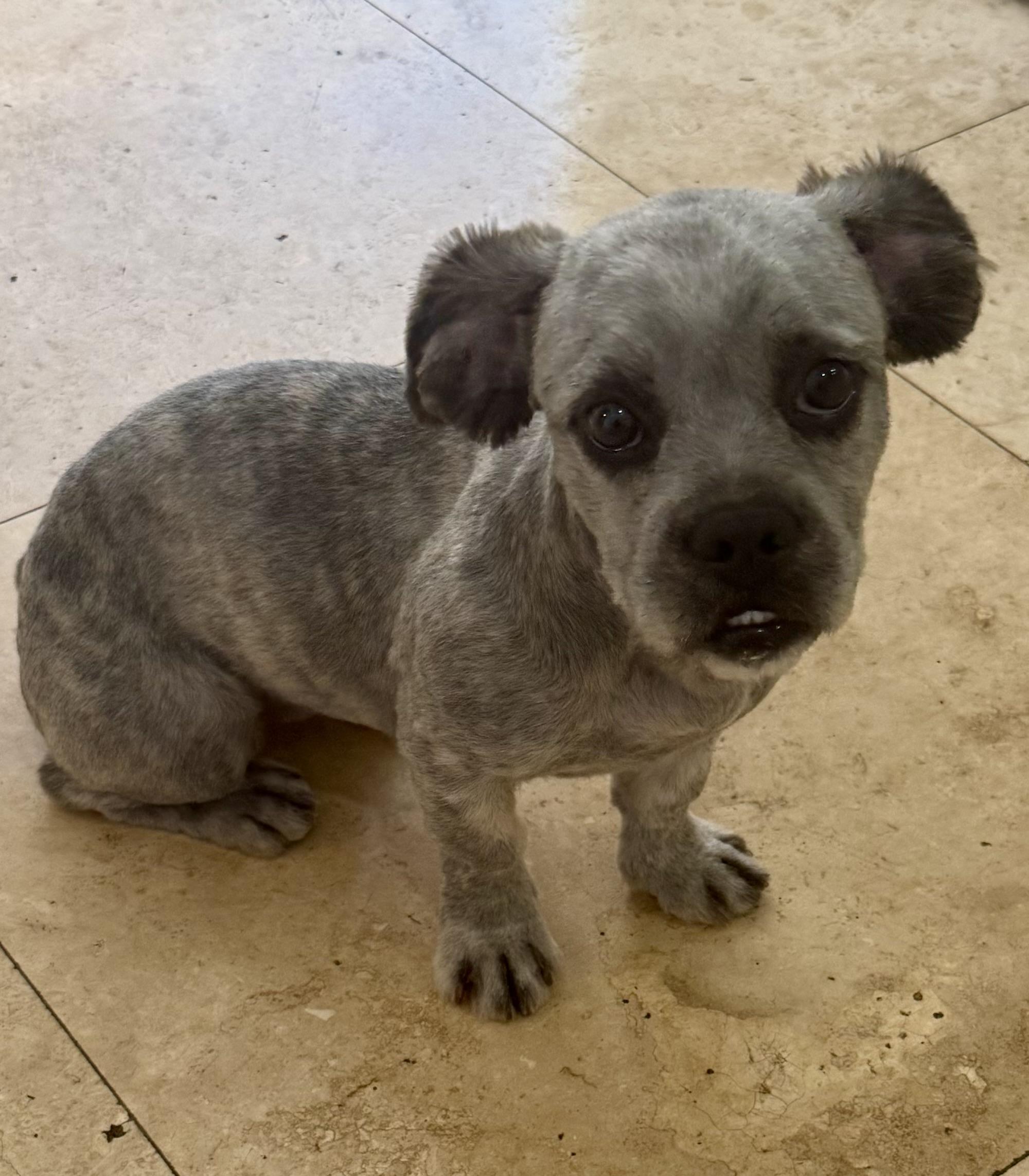 Enlarge Fluffy Frenchie Hypoallergenic puppy Girl Beara , an adopted French Bulldog in Boca Raton, FL image 4/6