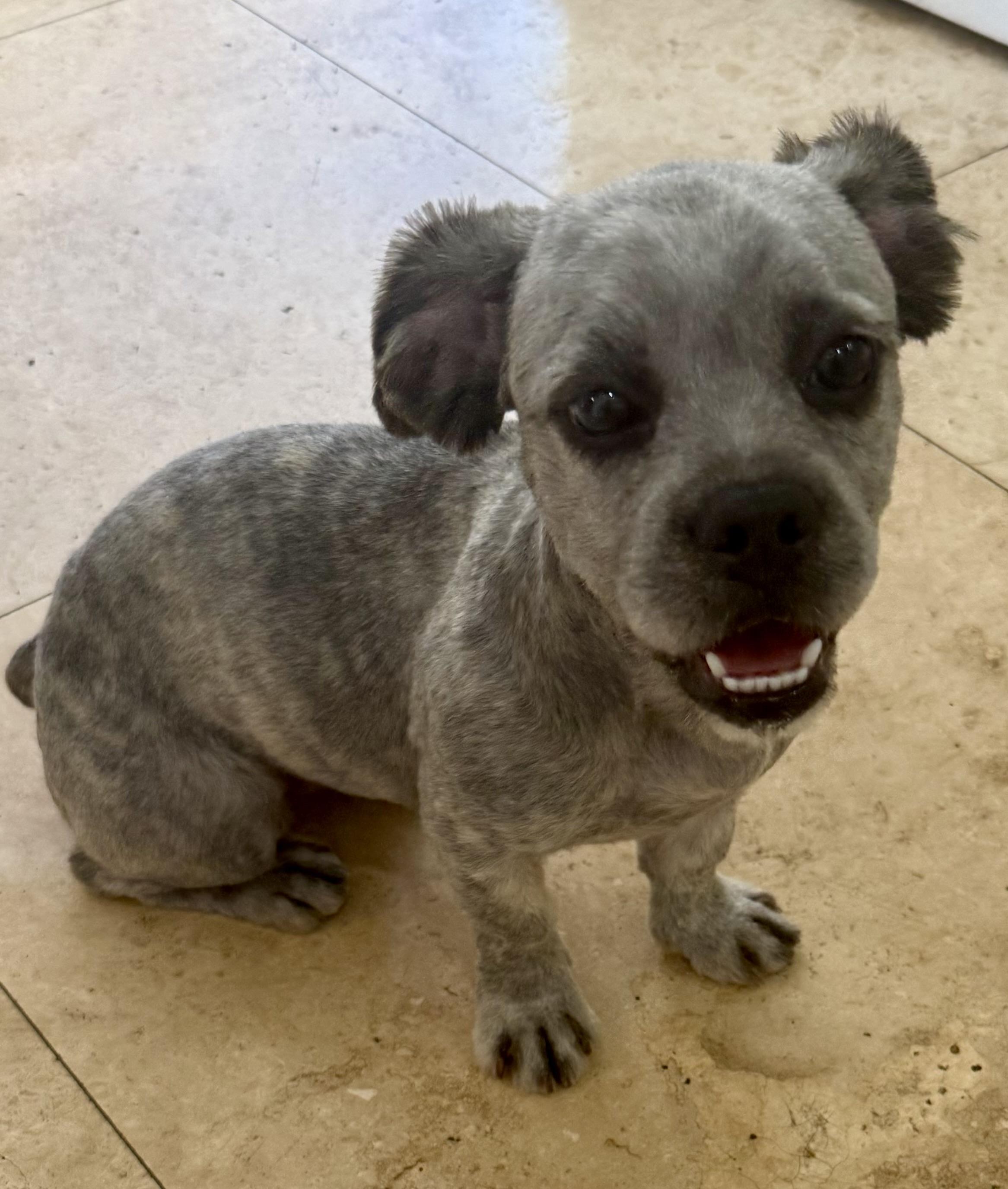 Enlarge Fluffy Frenchie Hypoallergenic puppy Girl Beara , an adopted French Bulldog in Boca Raton, FL image 2/6