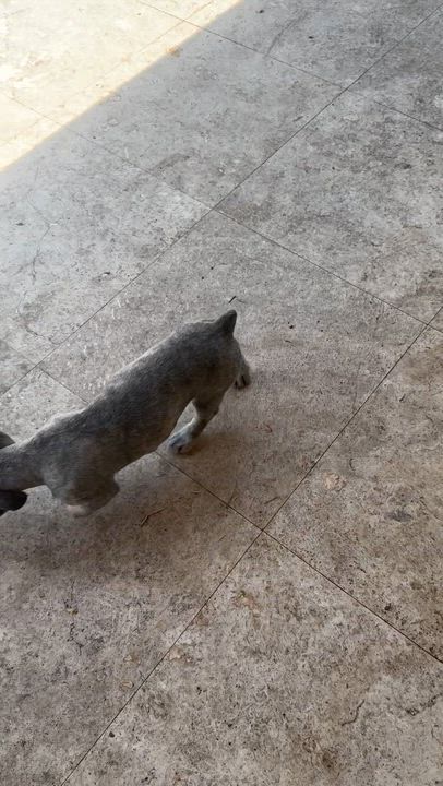 Enlarge Fluffy Frenchie Hypoallergenic puppy Girl Beara , an adopted French Bulldog in Boca Raton, FL video 6/6