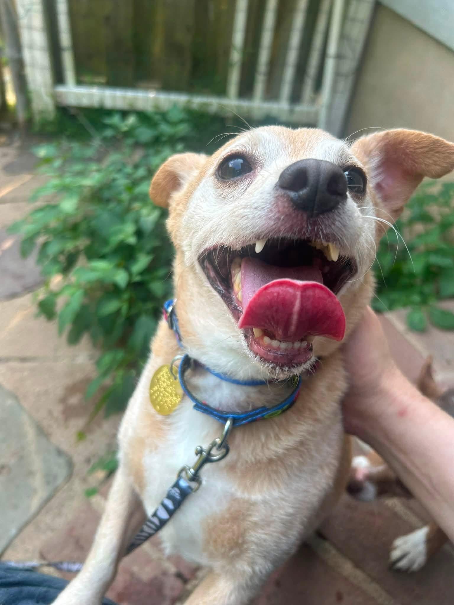 Enlarge Prince Henry, a Adoptable mixed breed in Oak Ridge, NJ image 2/3
