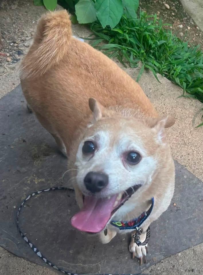 Enlarge Prince Henry, a Adoptable mixed breed in Oak Ridge, NJ image 3/3