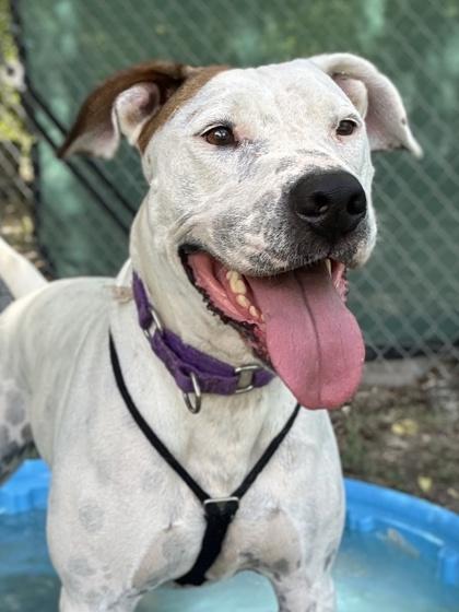 Cherry, Adoptable, Adult Female American Staffordshire Terrier & Mixed Breed.