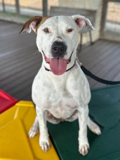 Enlarge Cherry, a Adoptable mixed breed in San Antonio, TX image 3/3