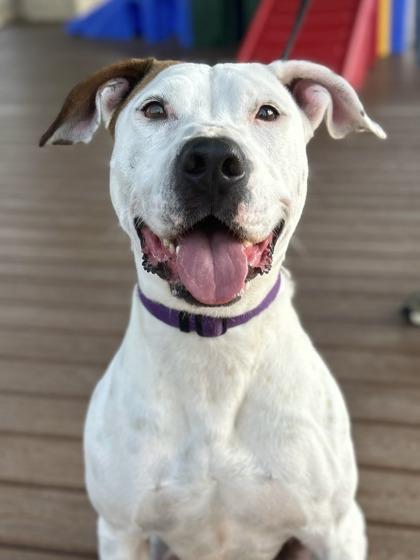 Cherry, Adoptable, Adult Female American Staffordshire Terrier & Mixed Breed.