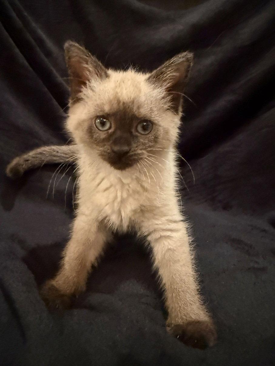 Bonbon25, a Adopted Siamese in Nashville, TN image 1/2