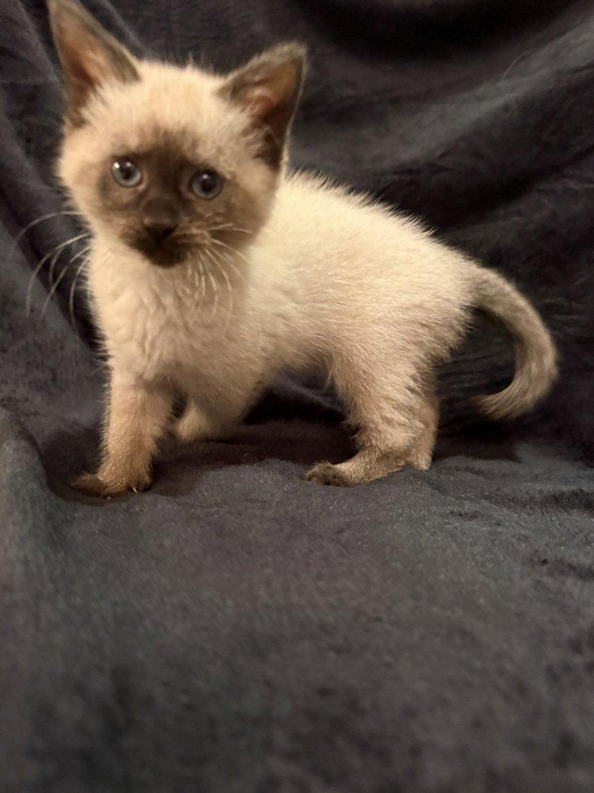Bonbon25, a Adopted Siamese in Nashville, TN image 2/2