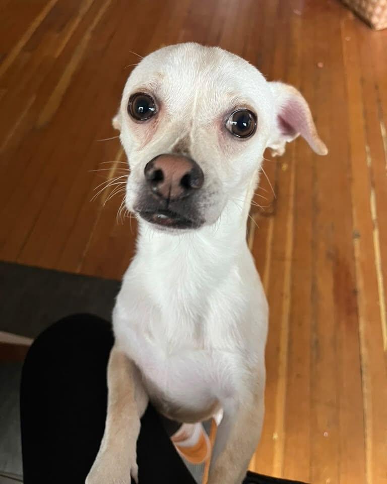 Enlarge PIP, a Adoptable mixed breed in Coquitlam, BC image 2/5