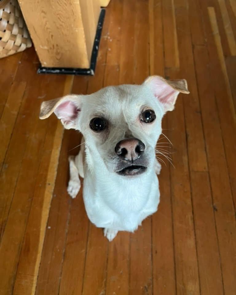Enlarge PIP, a Adoptable mixed breed in Coquitlam, BC image 5/5
