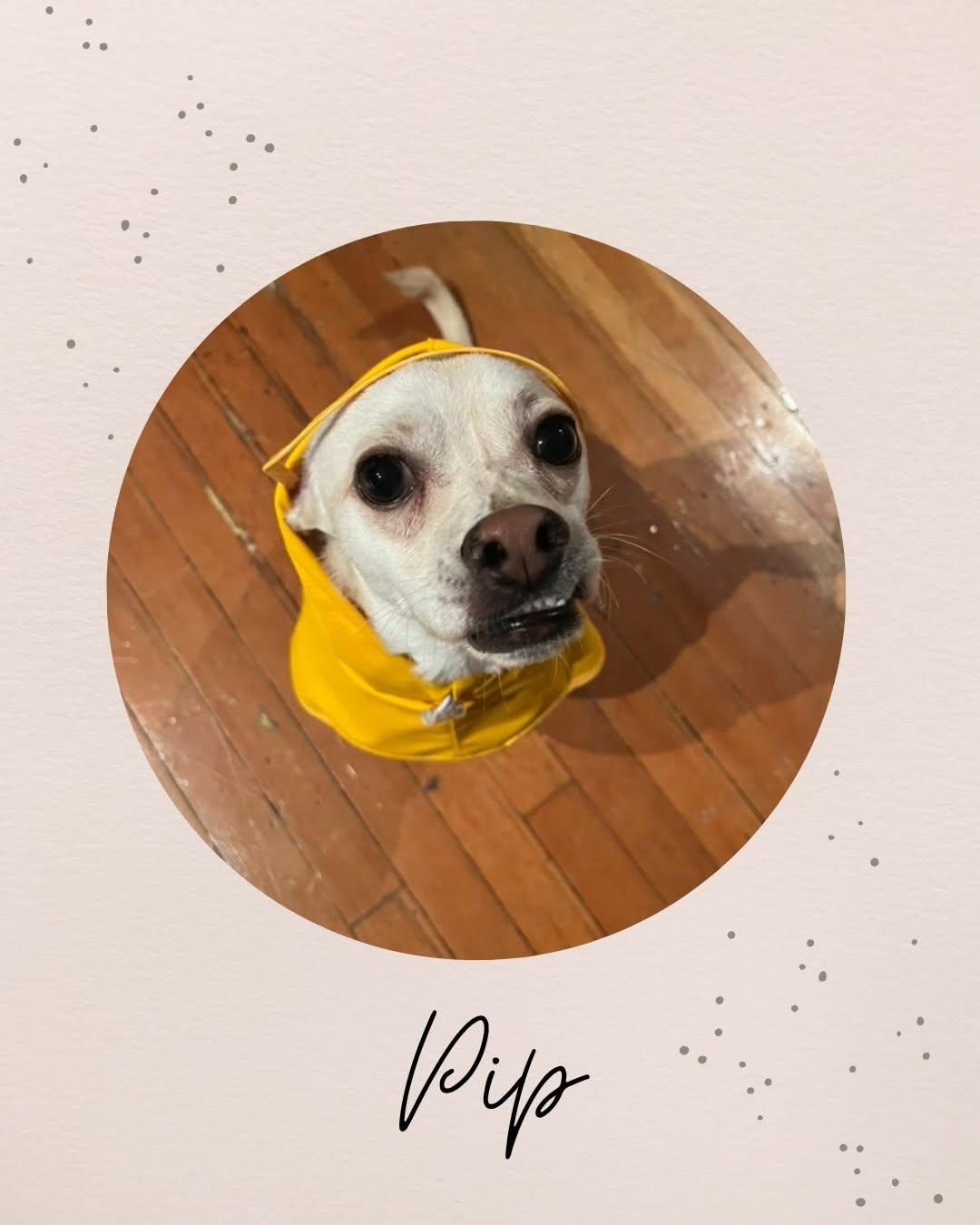 PIP, Adoptable, Adult Male Chihuahua.