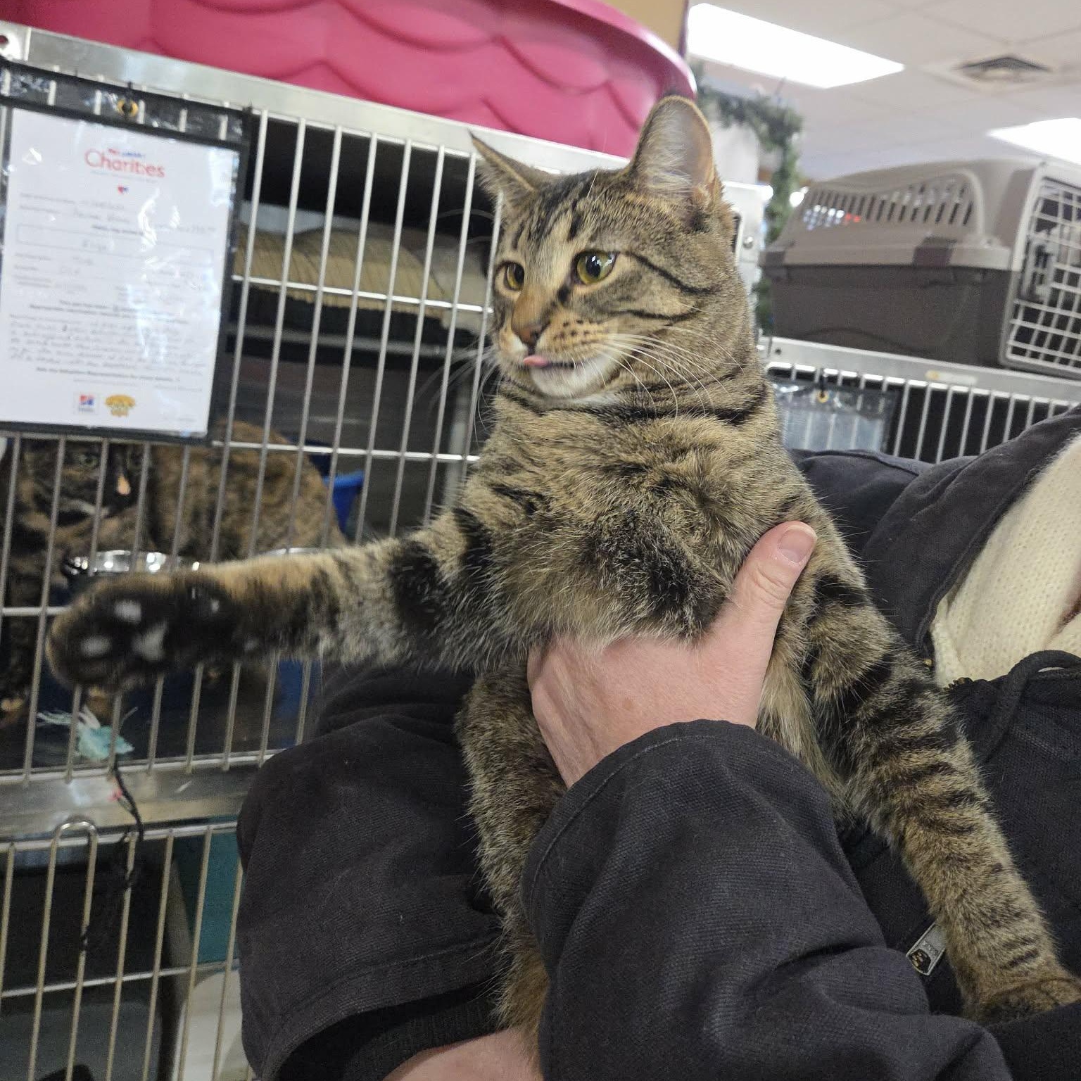 Enlarge Heaven, a Adoptable Domestic Short Hair in Royal Oak, MI image 4/4