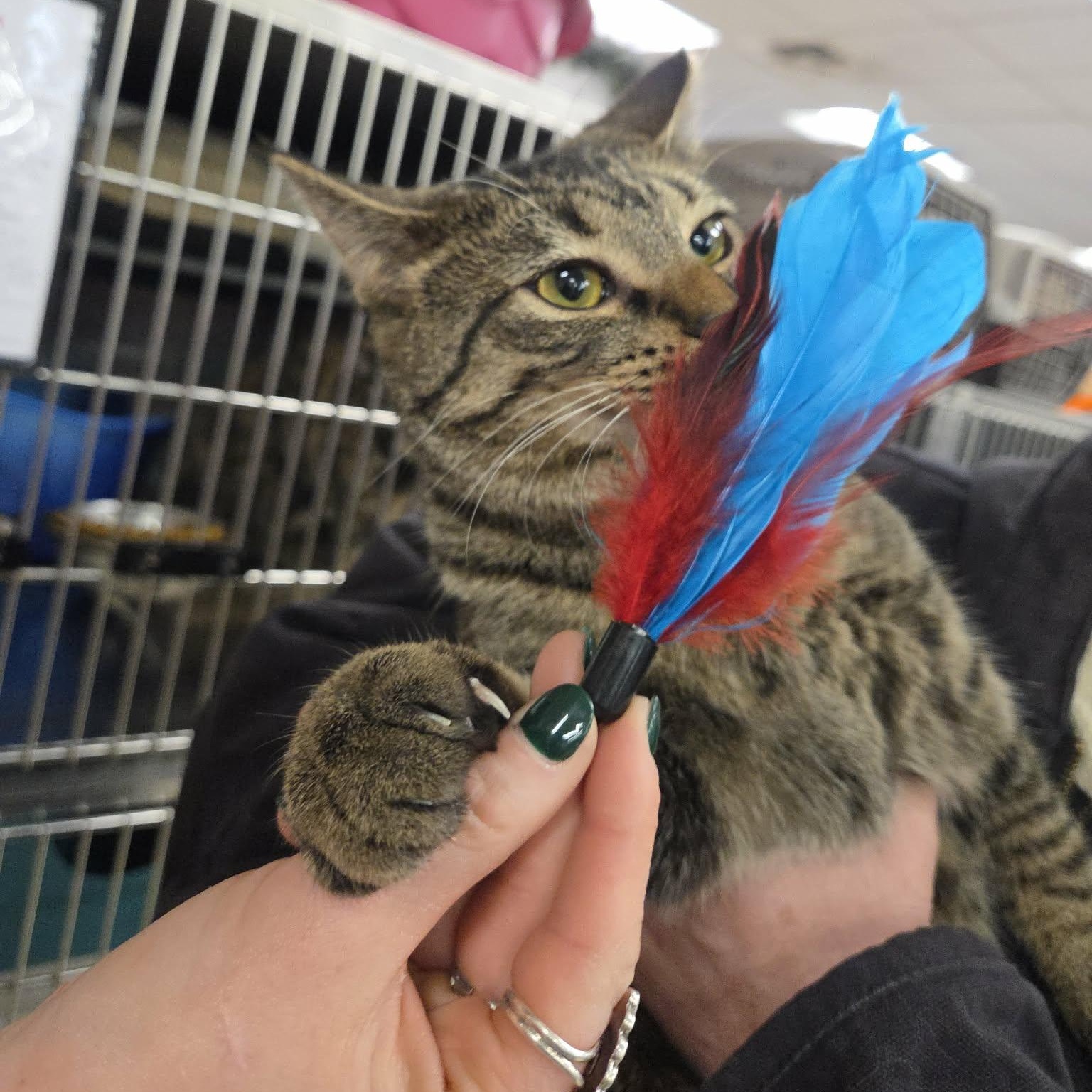 Enlarge Heaven, a Adoptable Domestic Short Hair in Royal Oak, MI image 2/4