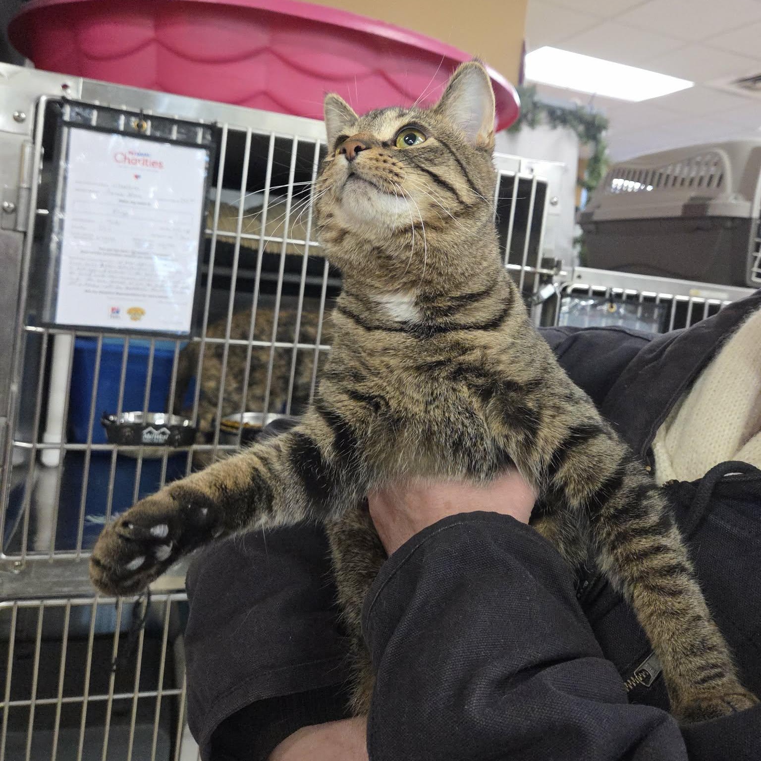 Enlarge Heaven, a Adoptable Domestic Short Hair in Royal Oak, MI image 3/4