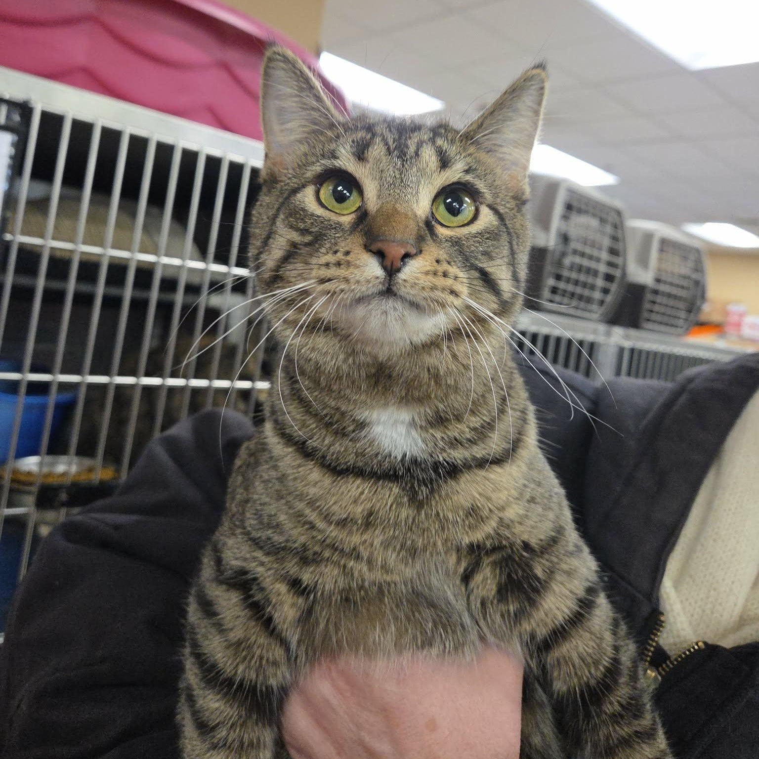 Enlarge Heaven, a Adoptable Domestic Short Hair in Royal Oak, MI image 1/4