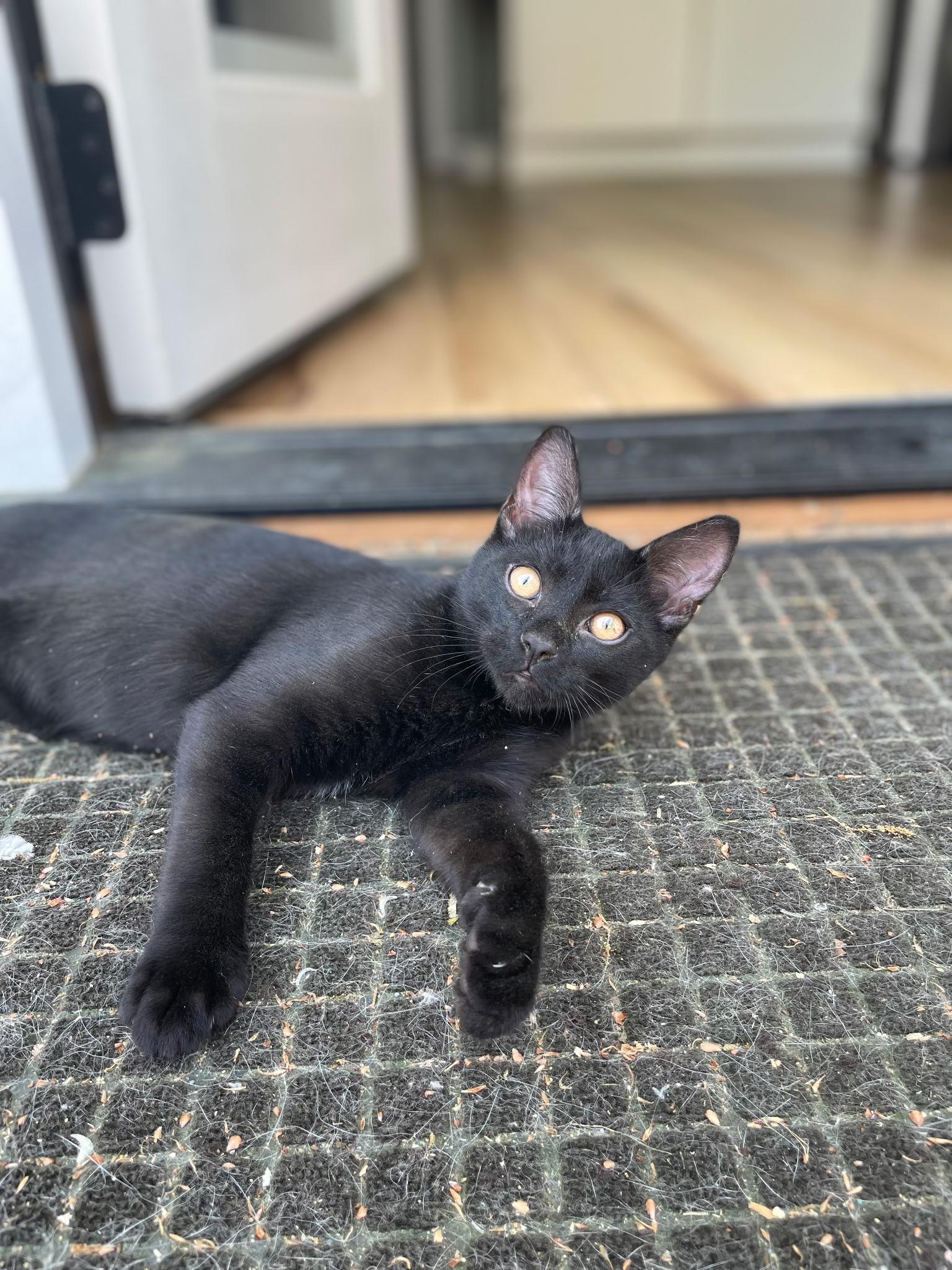 Frank, ADOPTABLE, Young Male Domestic Short Hair.