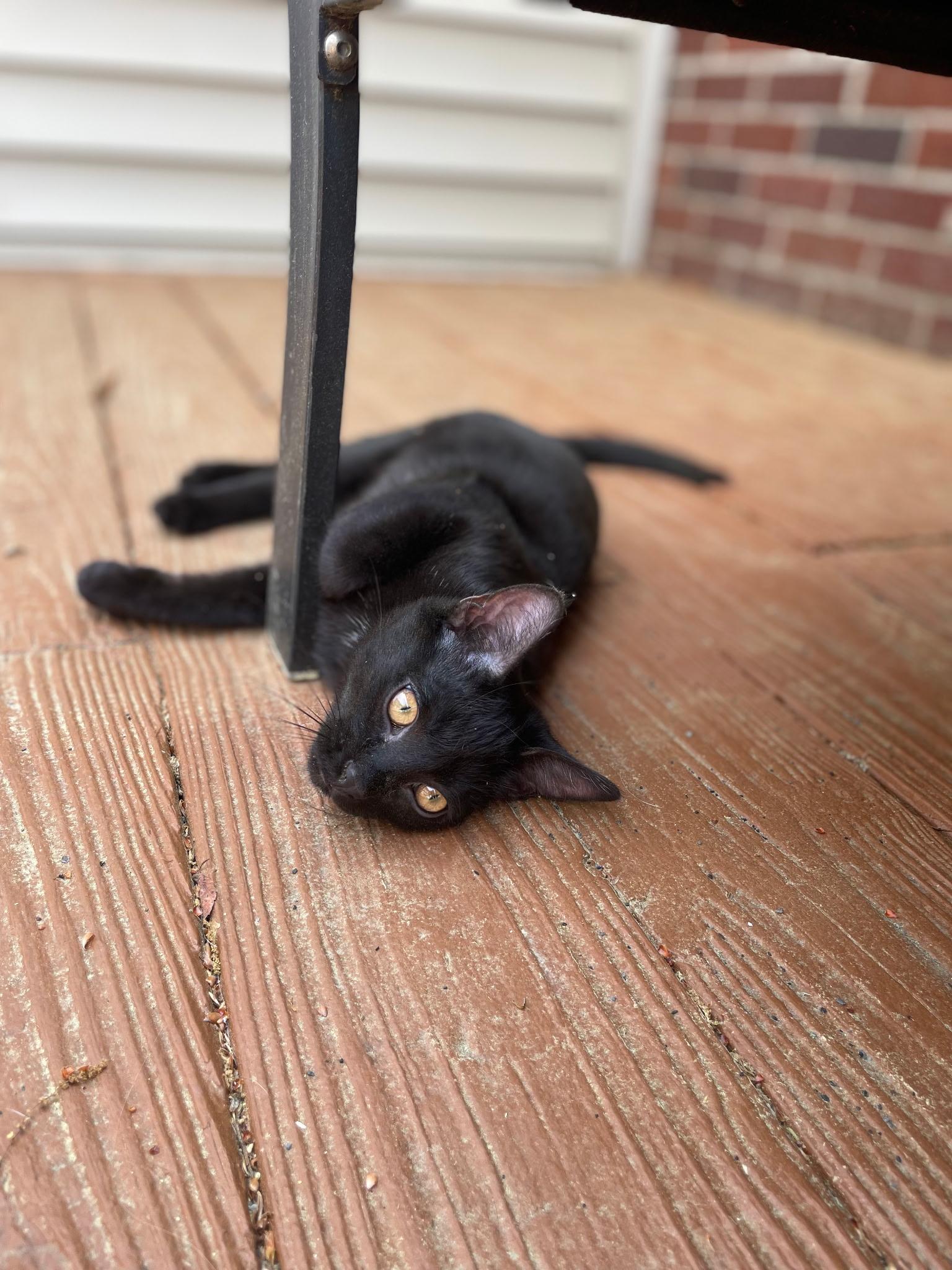 Enlarge Frank, a ADOPTABLE Domestic Short Hair in Easley, SC image 3/3