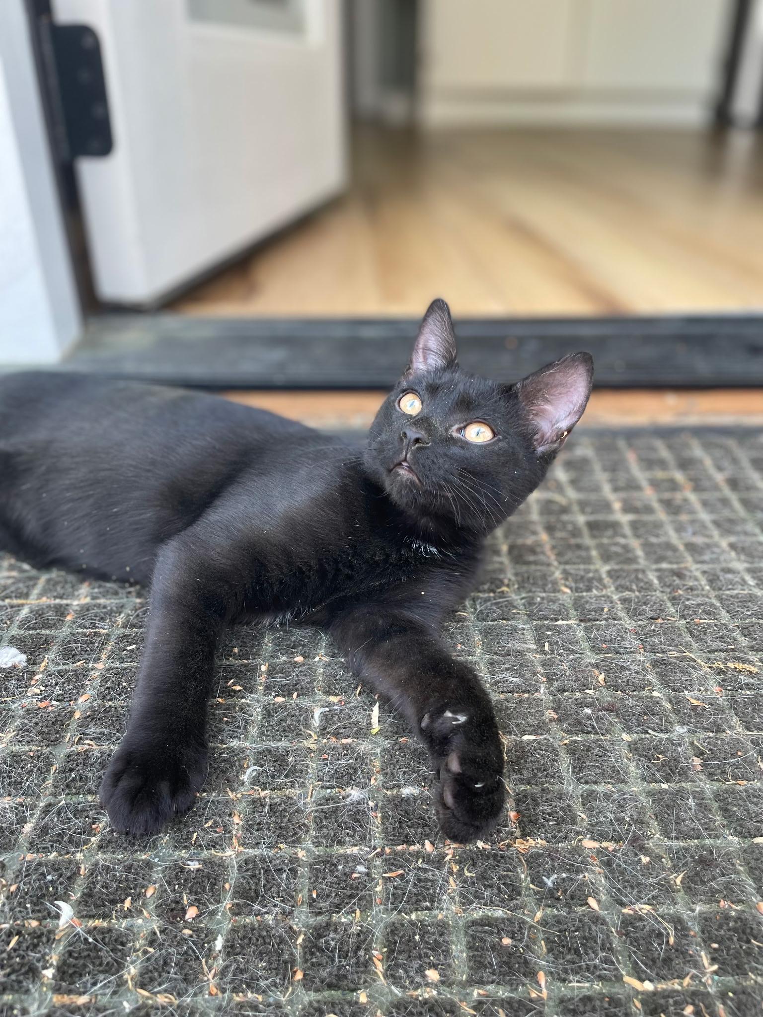 Enlarge Frank, a ADOPTABLE Domestic Short Hair in Easley, SC image 2/3