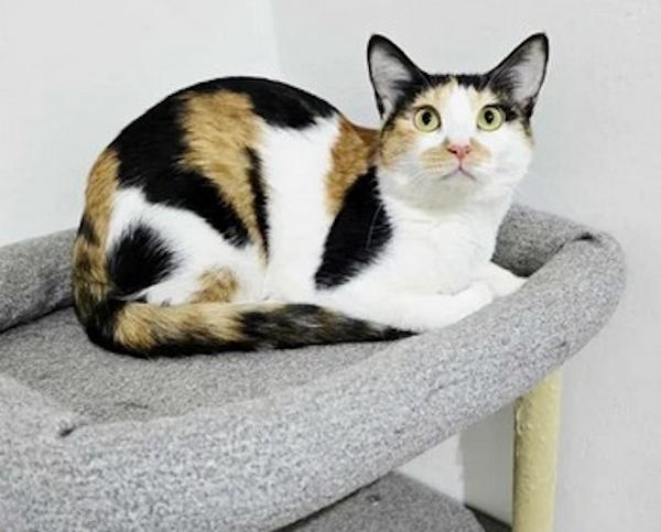 JELLYROLL, Adoptable, Young Female Calico.
