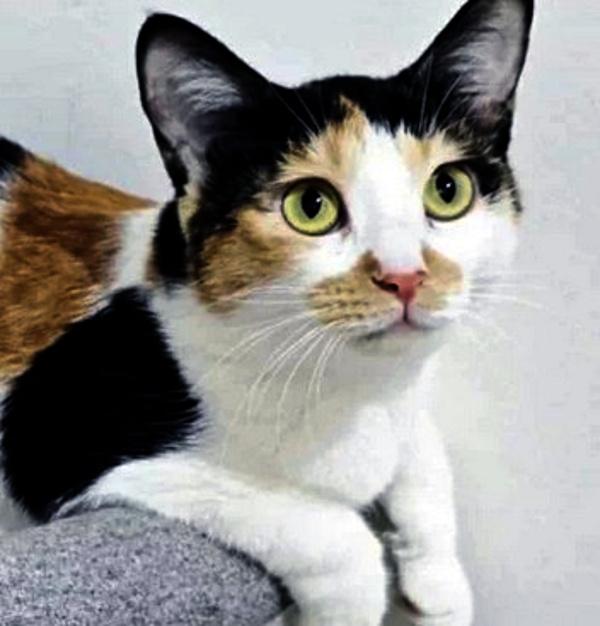 JELLYROLL, Adoptable, Young Female Calico.