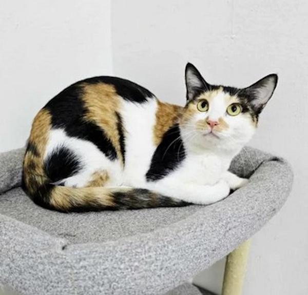 JELLYROLL, a Adoptable Calico in Madison, WI image 2/4