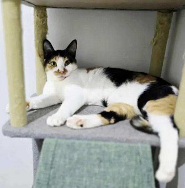 JELLYROLL, a Adoptable Calico in Madison, WI image 3/4