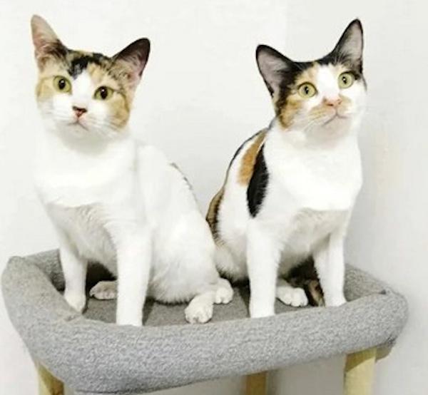 JELLYROLL, a Adoptable Calico in Madison, WI image 4/4