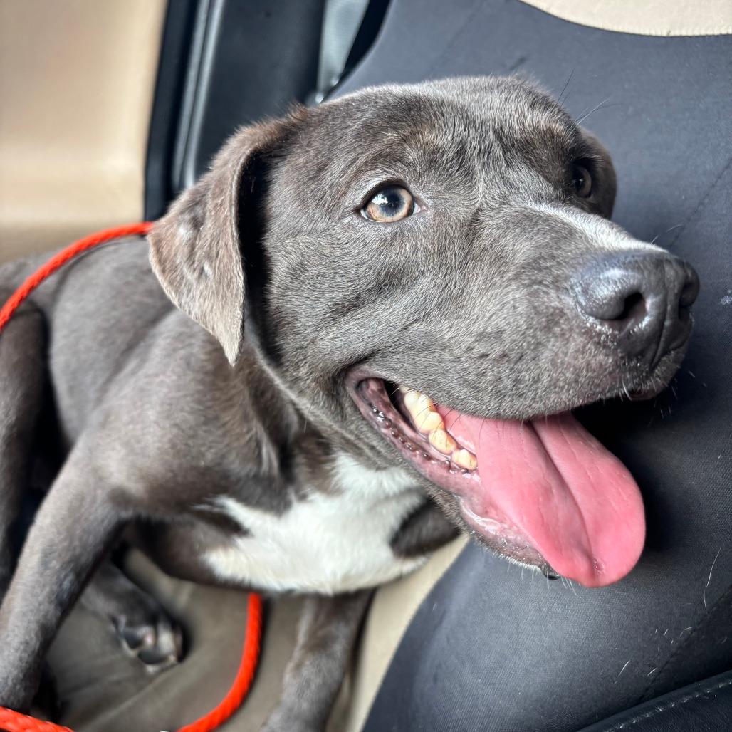 Shadow, Adoptable, Young Male Mixed Breed.
