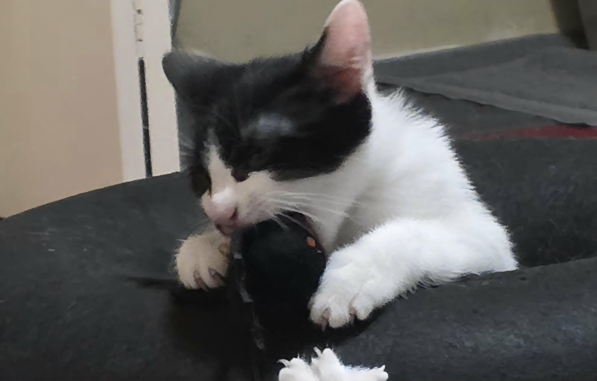 Enlarge Pablo, a Adoptable Domestic Short Hair in Mansfield, TX image 2/2