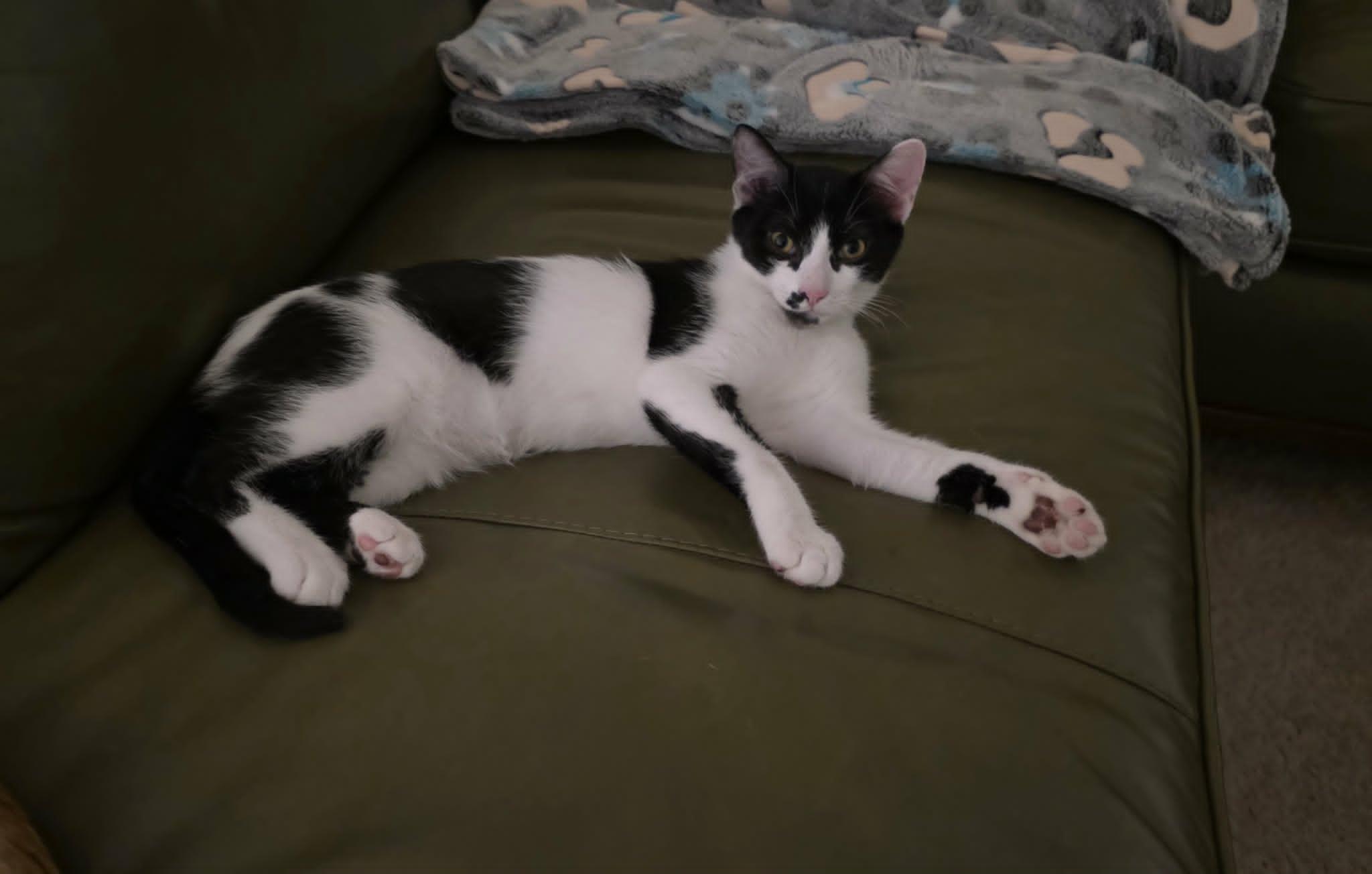 Enlarge Pablo, a Adoptable Domestic Short Hair in Mansfield, TX image 1/2