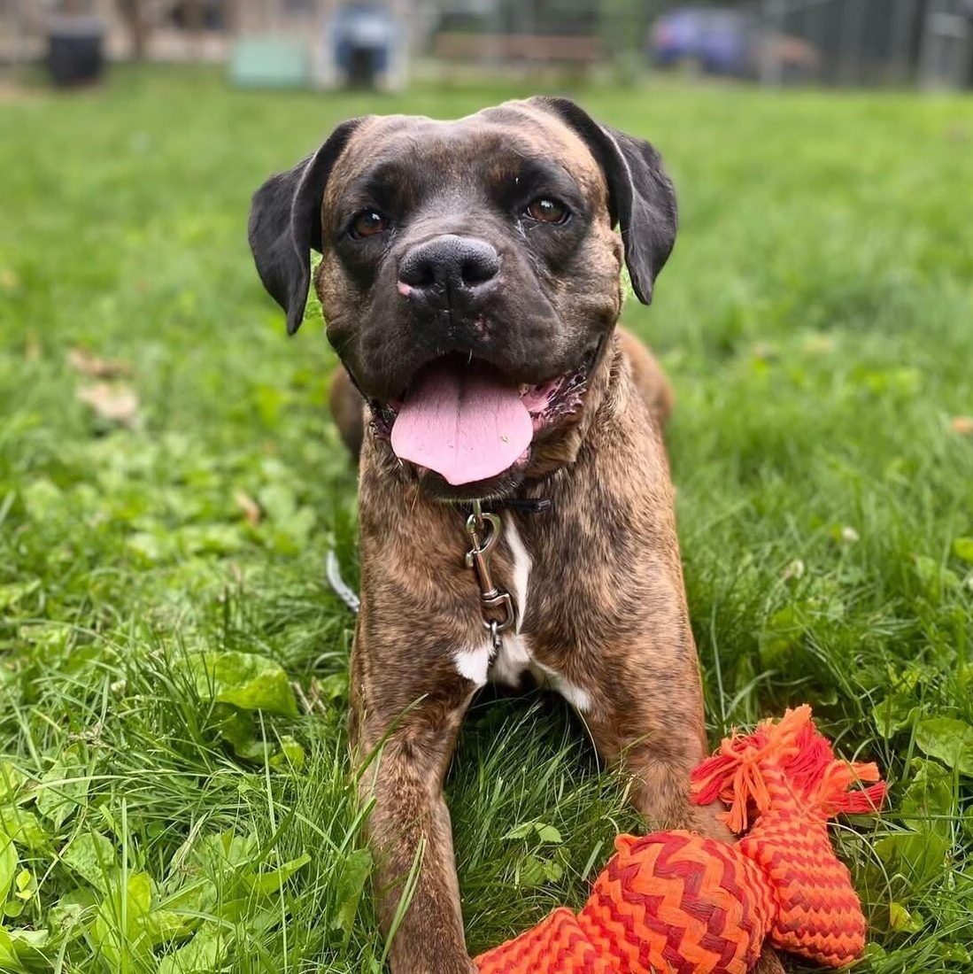 Kylie, Adoptable, Adult Female Mixed Breed.