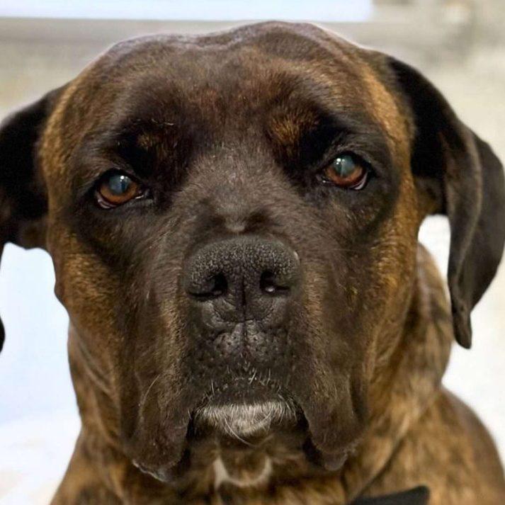 Kylie, a Adoptable Mixed Breed in Media, PA image 2/2