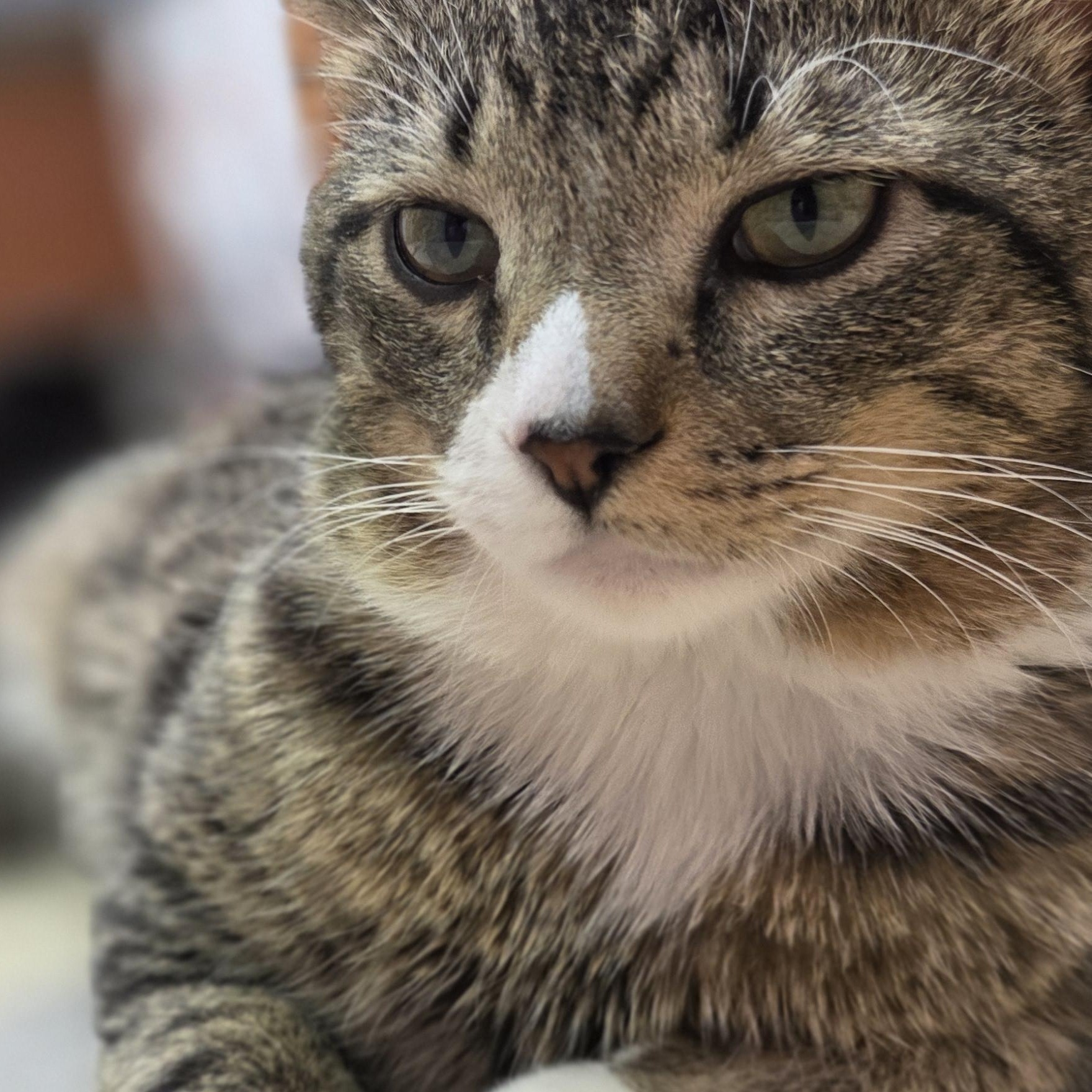 Enlarge Deegan, a ADOPTABLE Domestic Short Hair in Louisville, OH image 3/4